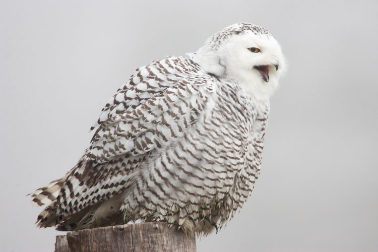 paul bannick, snowy owl