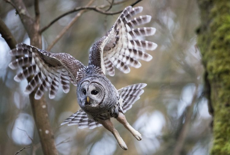 paul bannick, barred owl