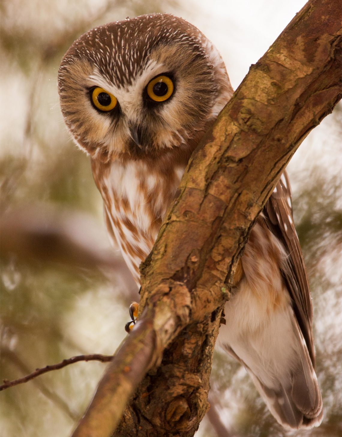 how-to-spot-an-urban-owl-in-seattle-uw-magazine-university-of