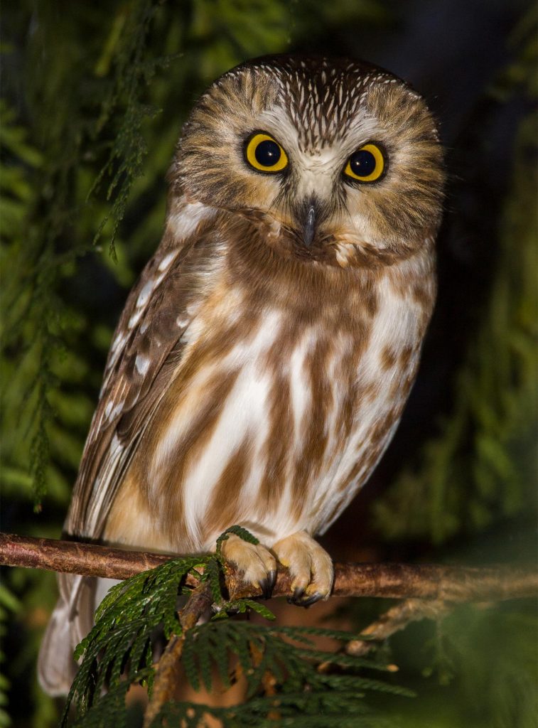 How To Spot An Urban Owl In Seattle | UW Magazine — University Of ...