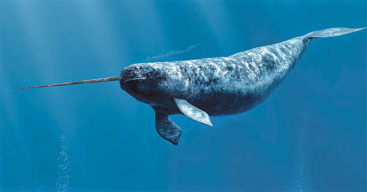 Image shows a narwhal swimming against a blue background, its skin dappled by the shafts of sunlight coming down from the surface. It's a long-bodied whale, with a blunt snout, pectoral fins near the head, a bit of a belly, and a tapered tale ending in flukes. The overall color is mottled gray and black, and there's a long tusk protruding through its upper lip, just above the mouth. The tusk is maybe 1/4 to 1/3 the length of the whale itself. 
