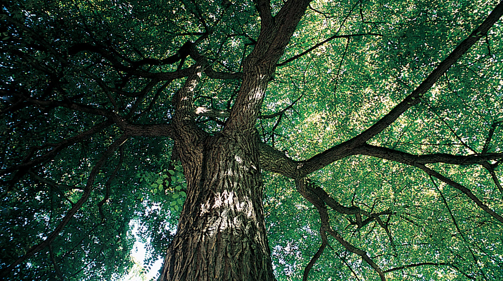 washington-elm-is-a-campus-landmark-with-a-storied-history-uw