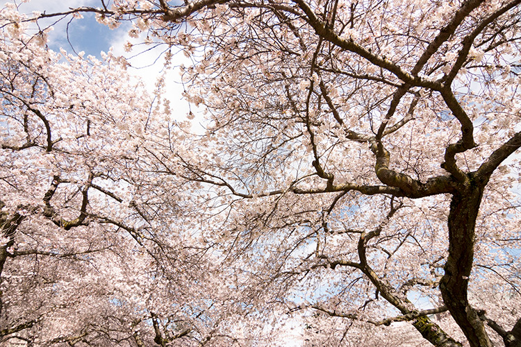 Washington Wizards on X: Stop in to our @TeamshopCOA Cherry Blossom Pop-Up  before and during tonight's game 🌸 We've got autographed jerseys, shoes  from @ChrisPyrate and more 🛍  / X