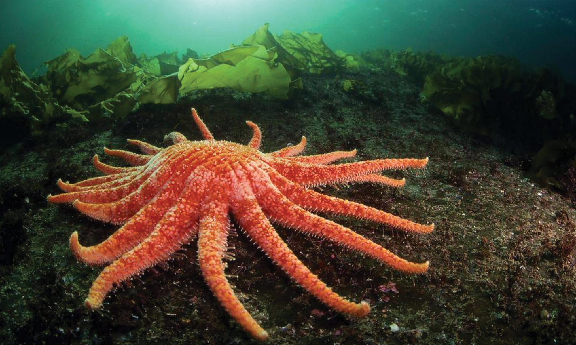 At Friday Harbor Labs, scientists give sea stars a chance to shine