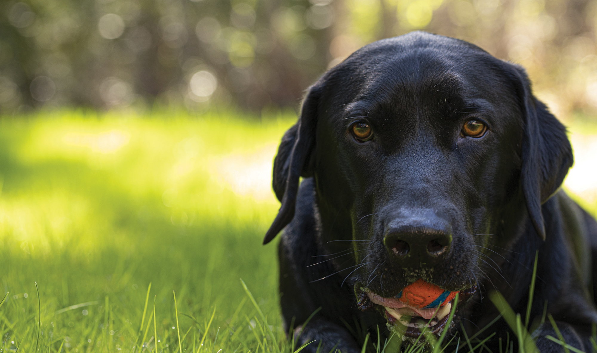 A black Labrador with amber eyes named Jasper lays in the grass with an orange and blue ball in his mouth.