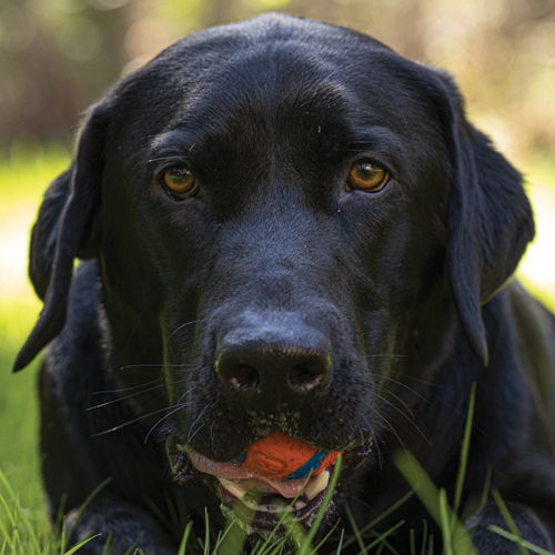 A black Labrador with amber eyes named Jasper lays in the grass with an orange and blue ball in his mouth.