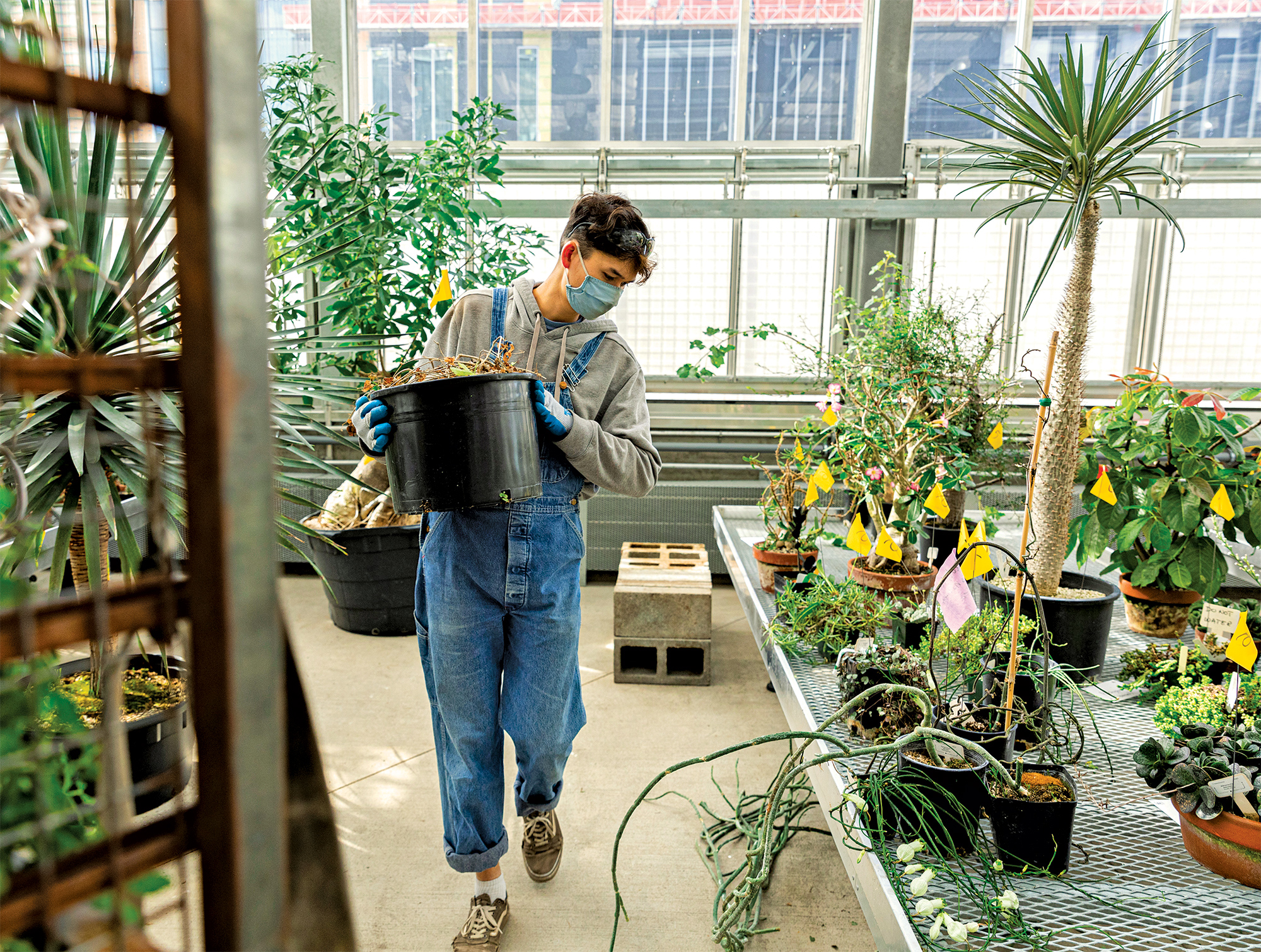 A biology student wearing denim overalls and a cloth mask carries a large pot through a greenhouse.