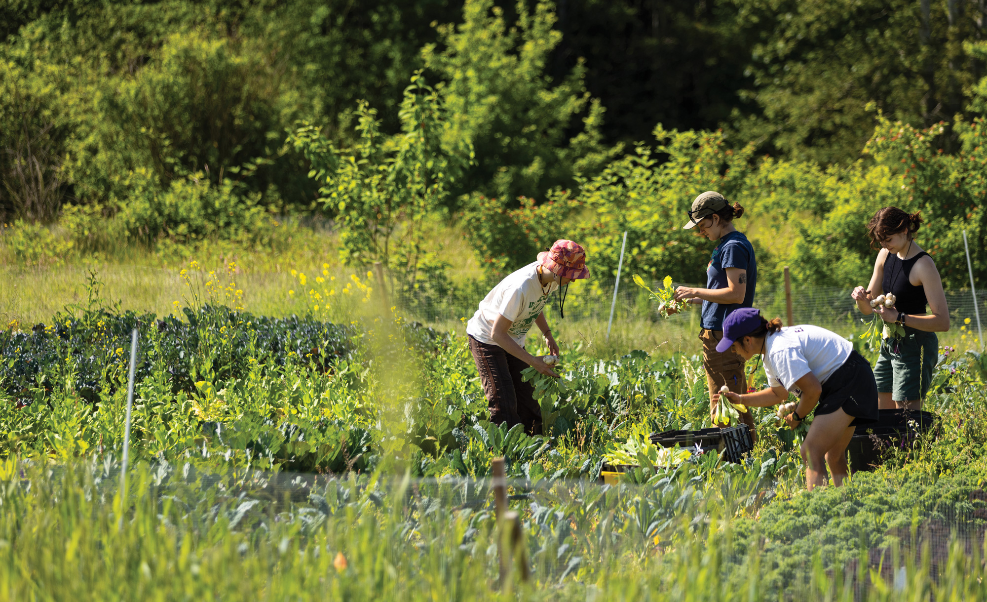 A group of four students harvest vegetables in a verdant green field