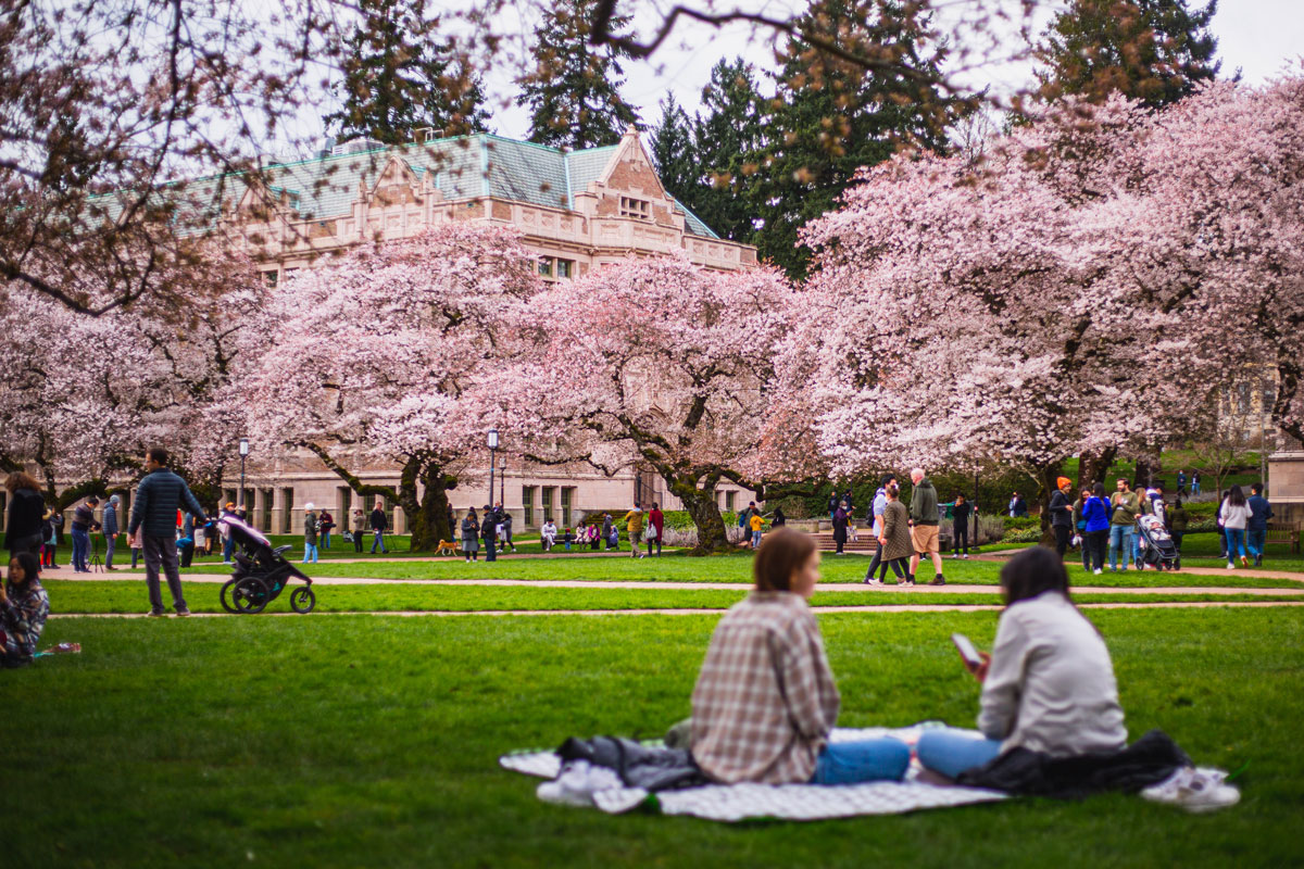 Two women sit on a picnic blanket surrounded by cherry trees and fellow Quad visitors