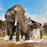 elephant art wolfe, sam wasser