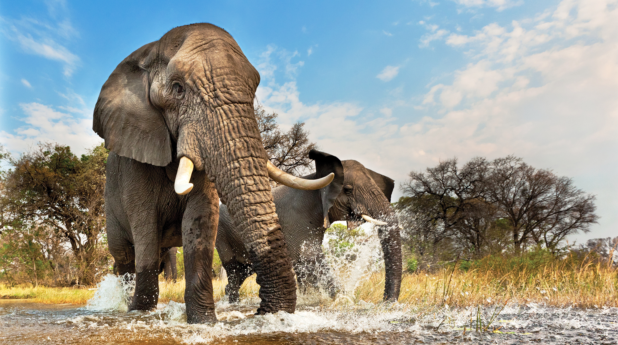 elephant art wolfe, sam wasser
