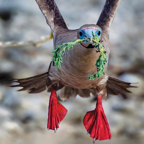 Red footed booby, a brown bird with a blue face and bright red webbed feet, carrying greens in its beak