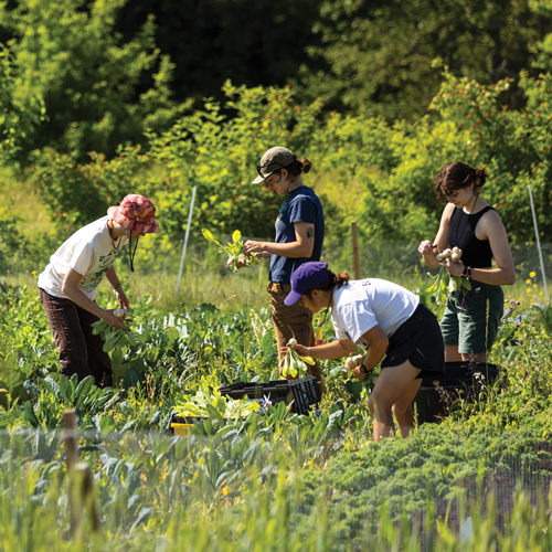 A group of four students harvest vegetables in a verdant green field