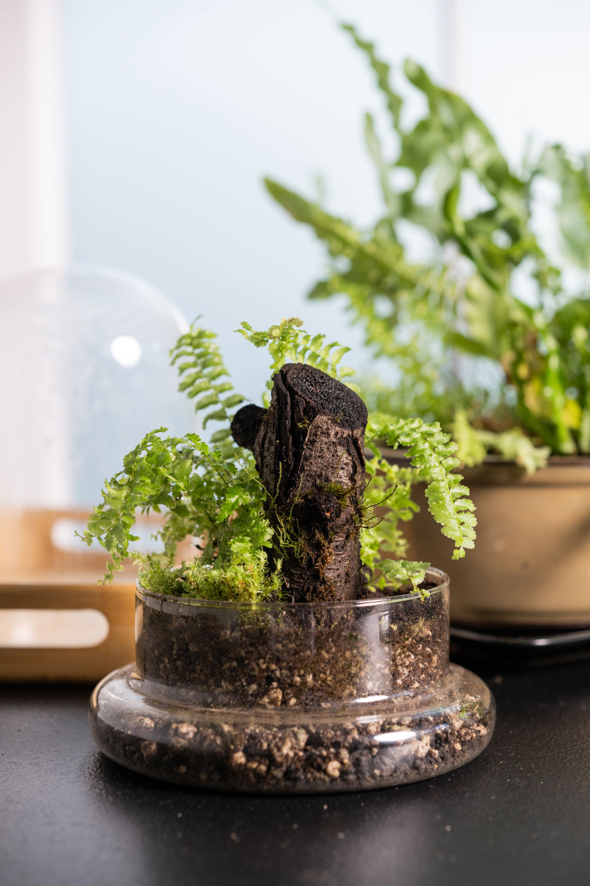 A glass vessel holds dirt, a fern and a piece of wood.