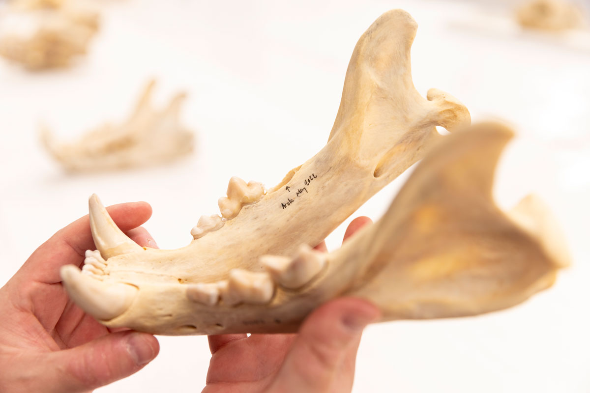 Molaire animale analysée par l'équipe de recherche