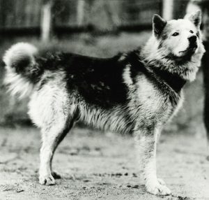 A big fluffy white, gray and black dog with a curly tail in the 1920s.