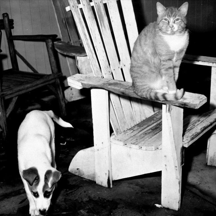 A husky puppy, with brown floppy ears like a terrier, prowls near a suspicious cat.