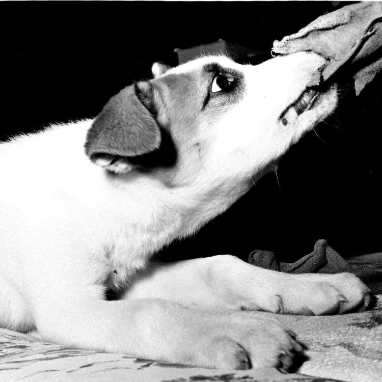 A husky puppy tugs on a bone.
