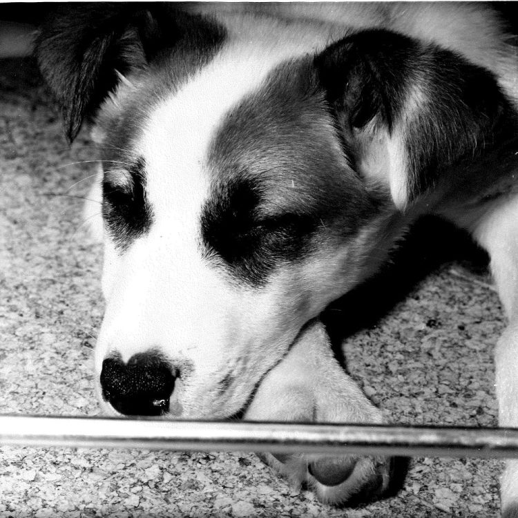 A husky puppy, with brown floppy ears like a terrier, takes a nap.