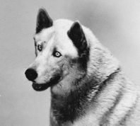 A regal husky poses for a 1940s photo.