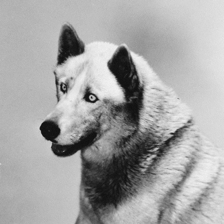 A regal husky poses for a 1940s photo.