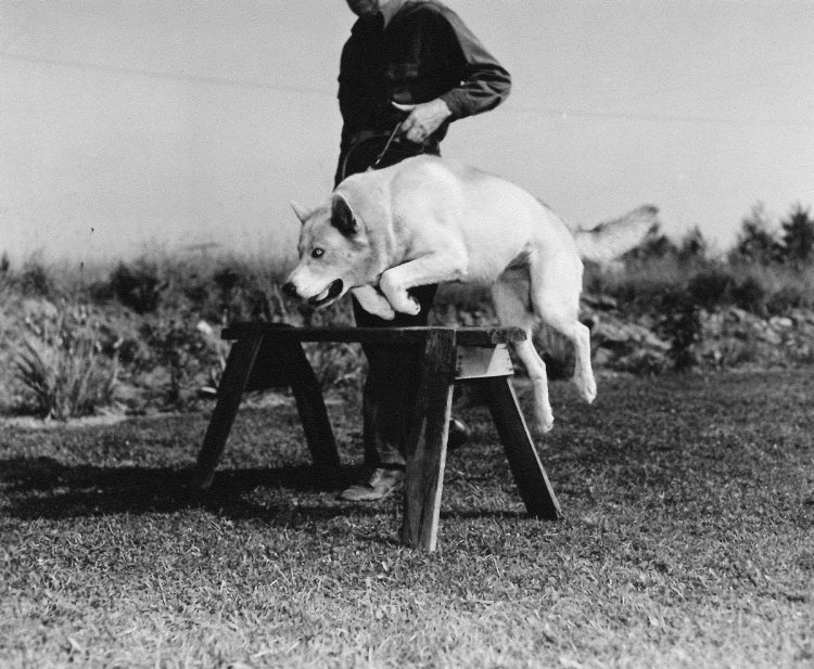 Wasky jumps over a hurdle with a trainer.