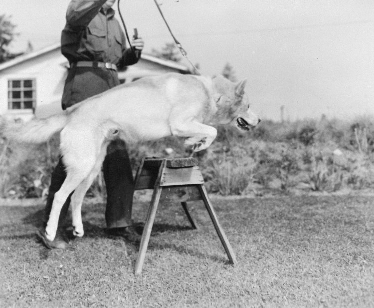 Wasky jumps over a hurdle with a trainer.
