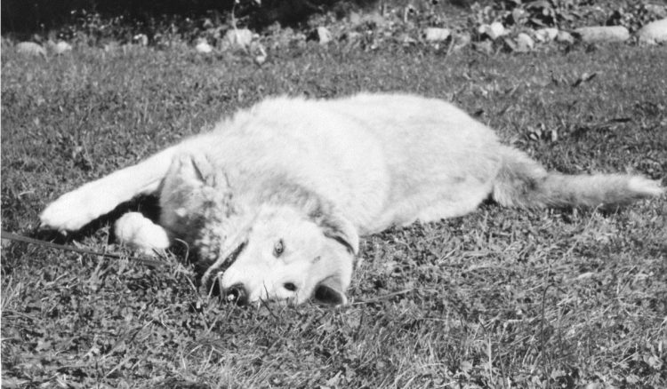 Wasky, a big fluffy white dog, rolls in the grass.