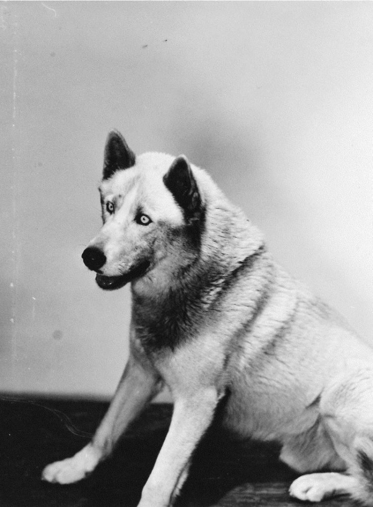 Wasky poses regally for a photo in the 1940s.