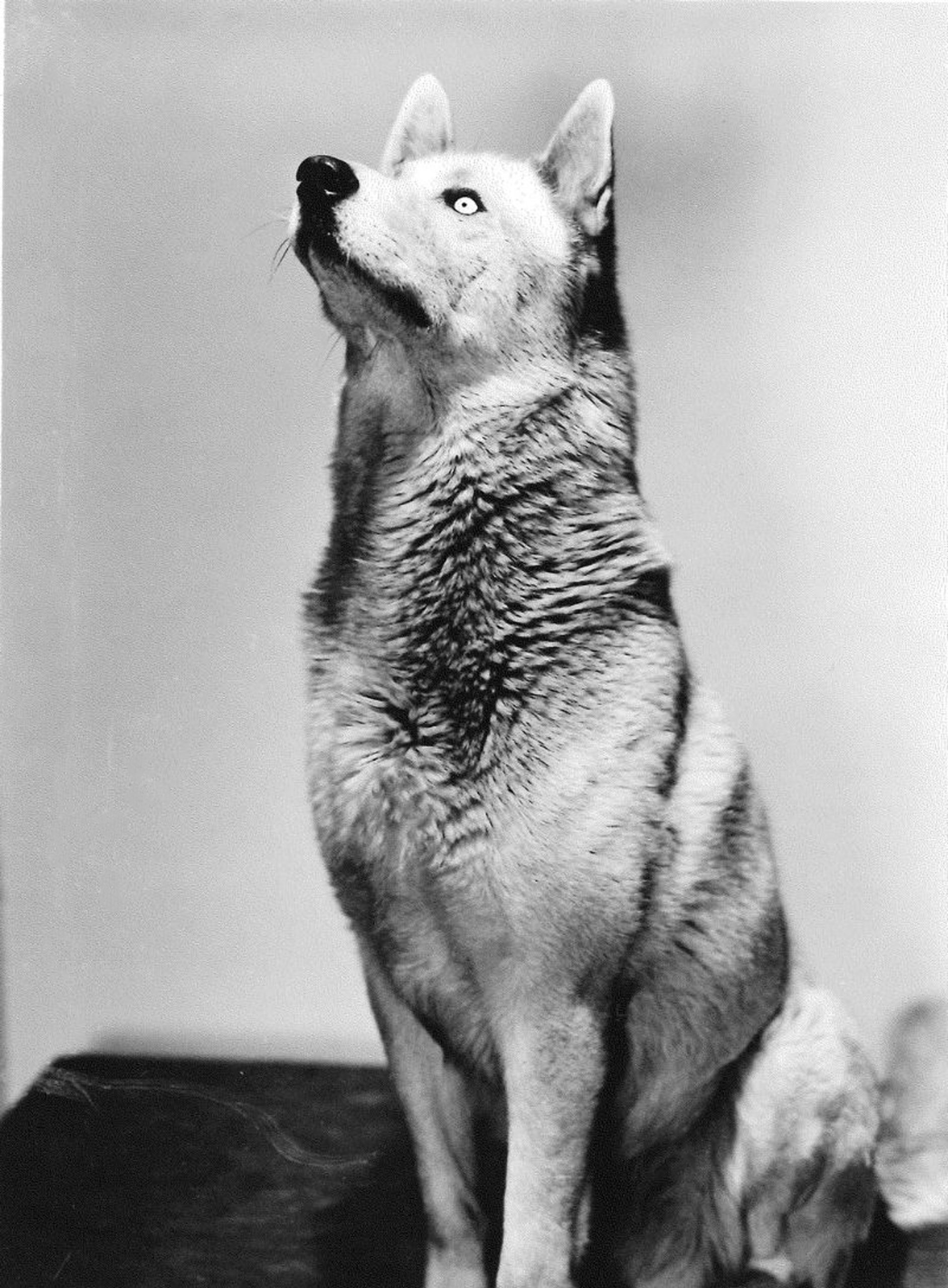 A regal husky poses for a 1940s photo.