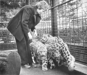 A woman in a business suit leans over three snow leopards in an enclosure.