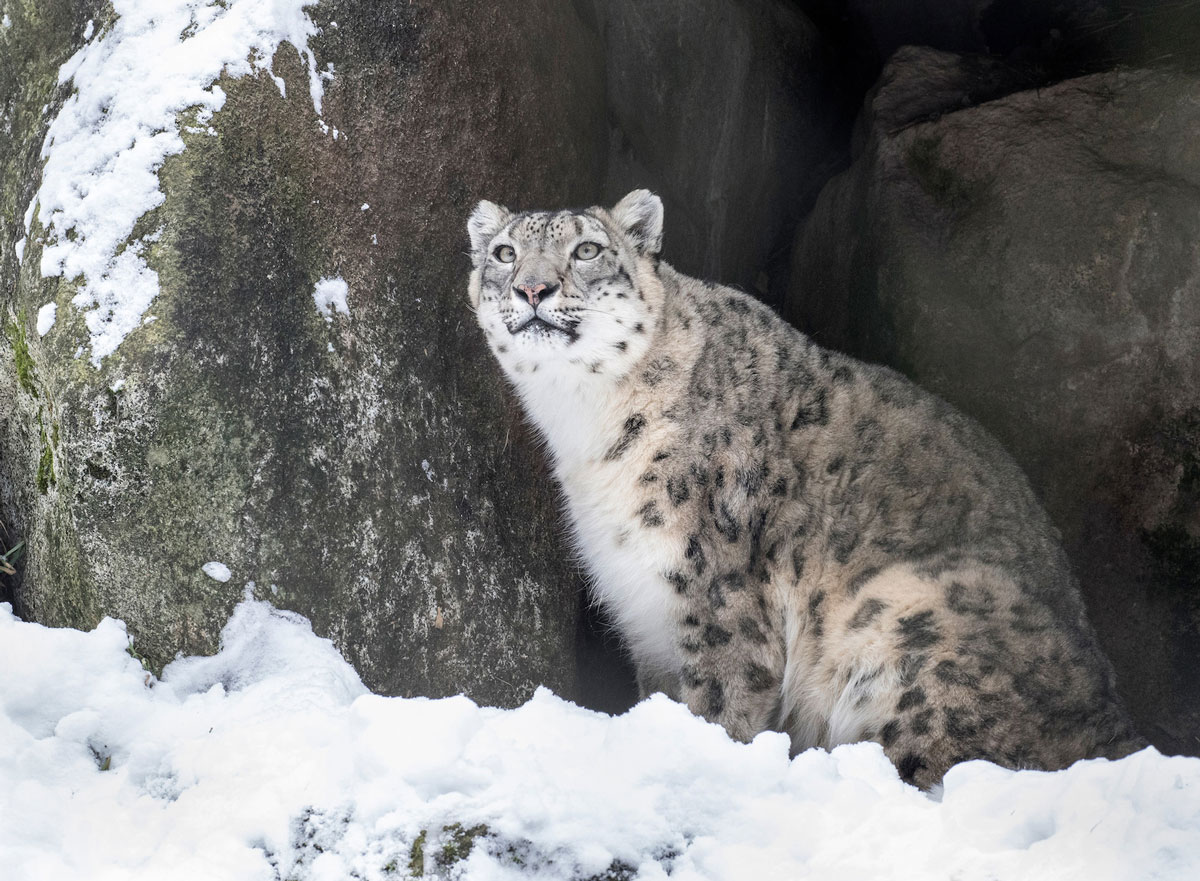 Snow leopard Helen sits in the snow near a big rock.