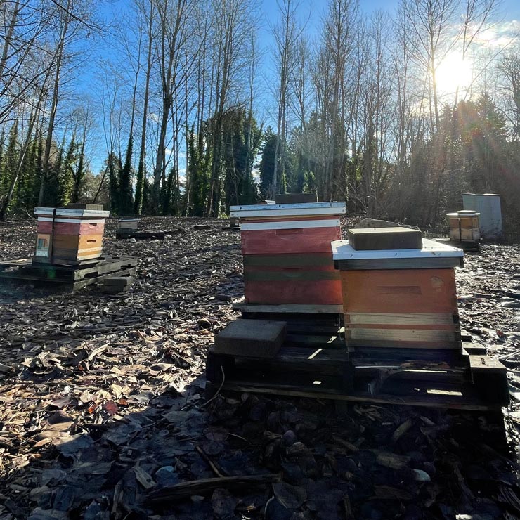Wooden cabinets on pallets in a wooded area