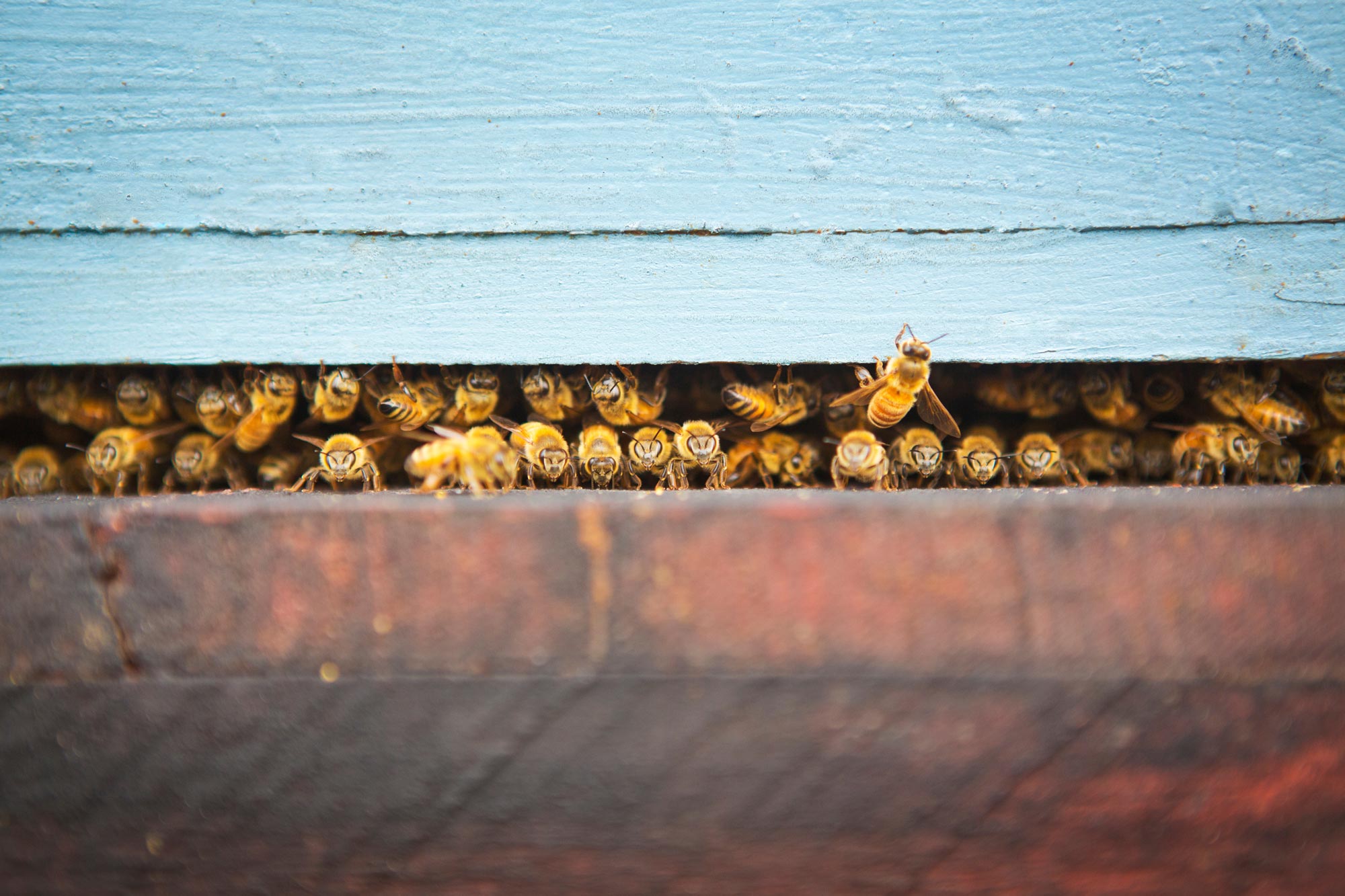 Bees gather in a wooden cabinet