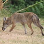 A coyote sniffs at the ground in a park or natural area